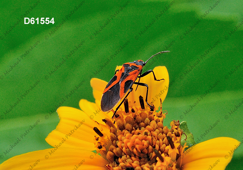 False Milkweed Bug (Lygaeus turcicus)